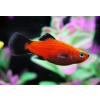 Platka - Zmienniak Plamisty - Xiphophorus maculatus